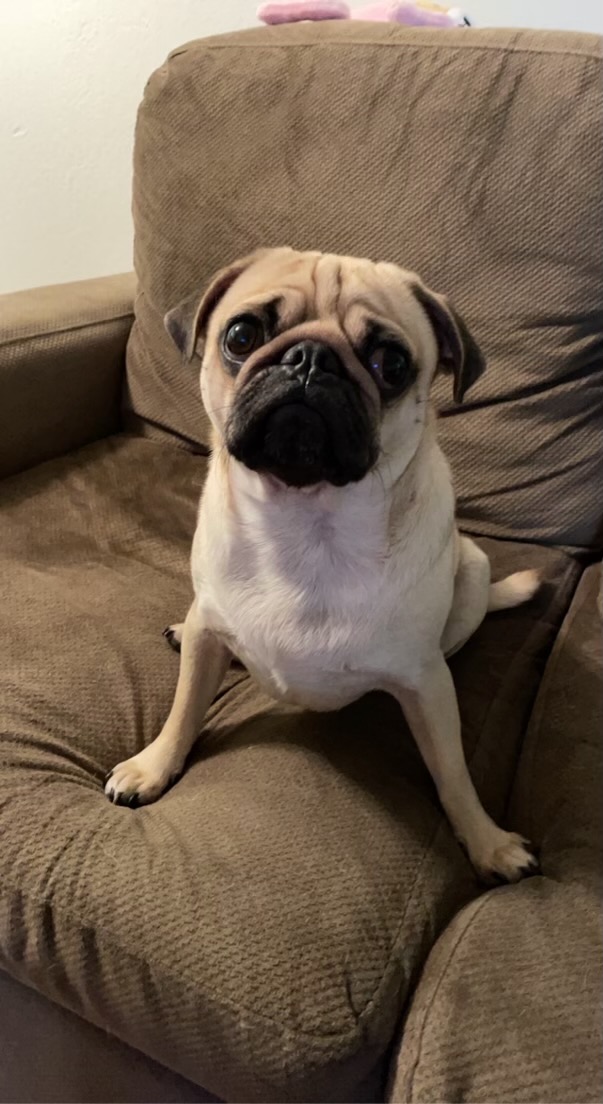 Katsu the Pug